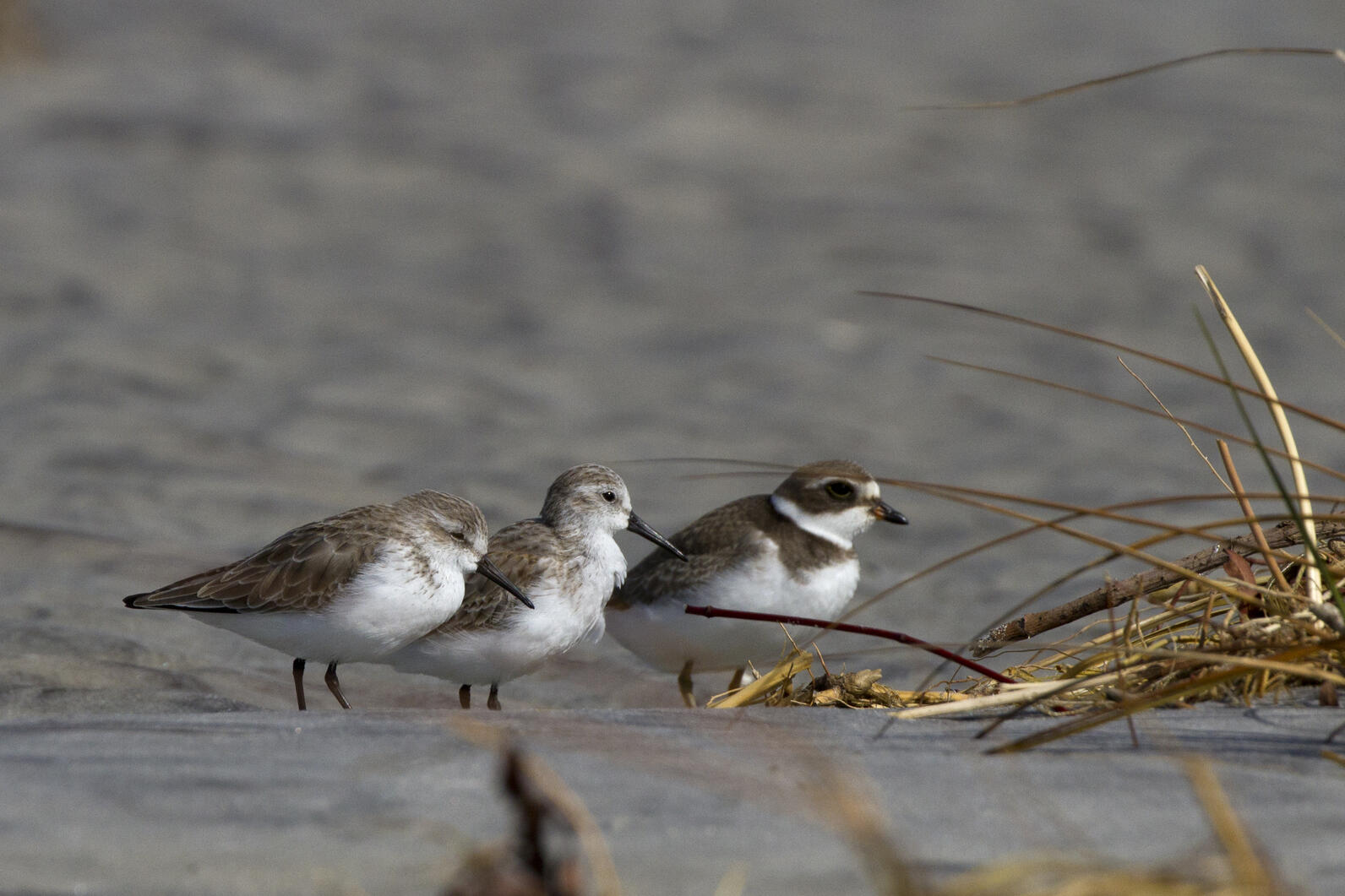 Western Sandpipers and Semipalmated Plover.