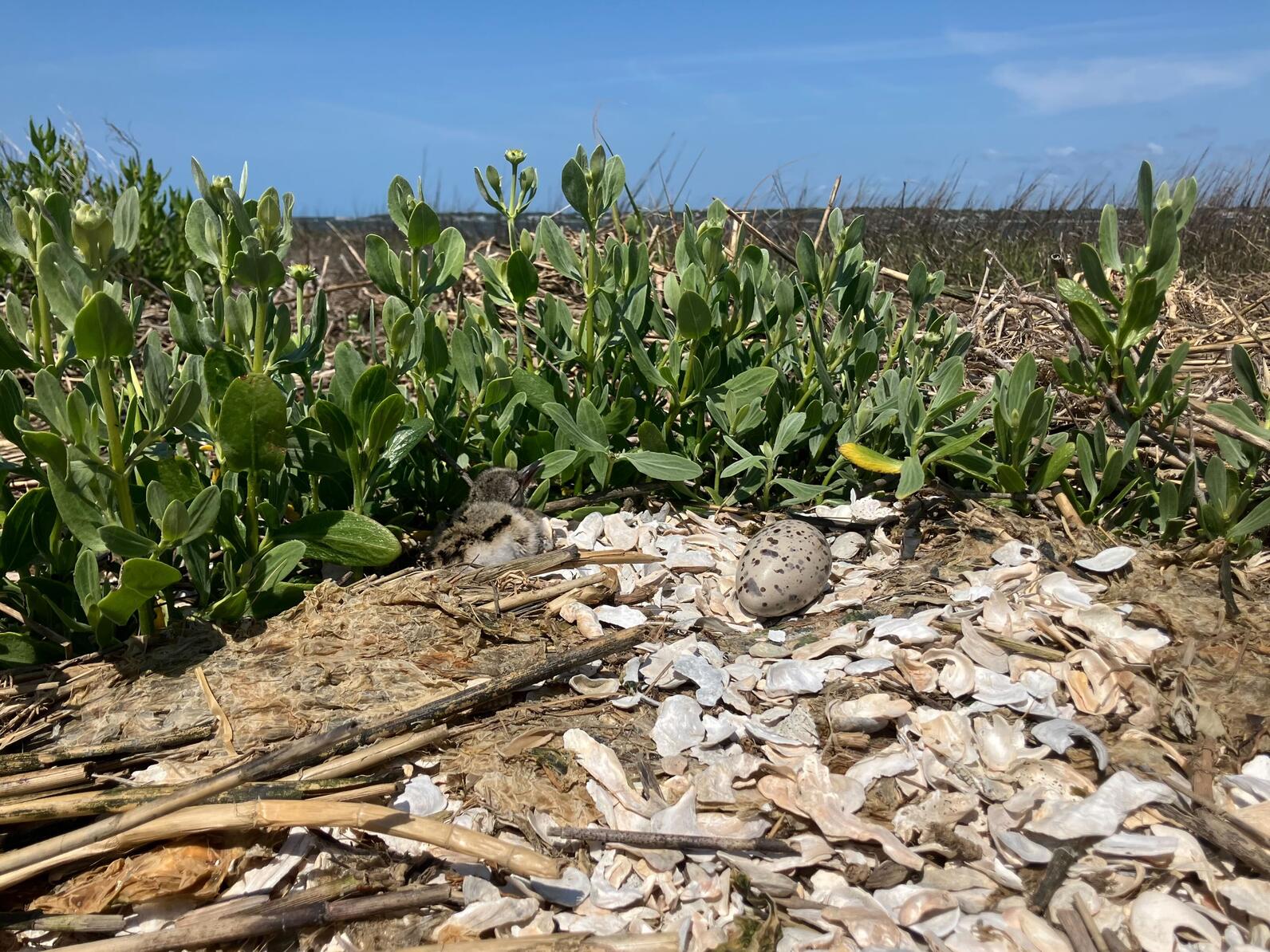 One of the first American Oystercatcher nests to hatch on the river. The chick is in hiding near the green vegetation. Photo: Lindsay Addison/Audubon One of the first American Oystercatcher nests to hatch on the river. The chick is in hiding near the green vegetation. Photo: Lindsay Addison/Audubon