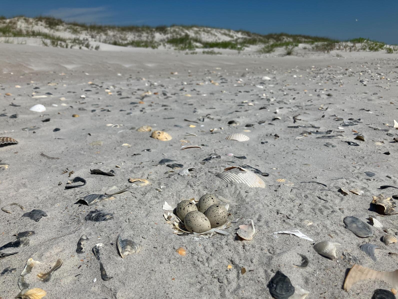 Piping Plover nest on Lea-Hutaff Island. Photo: Lindsay Addison/Audubon Piping Plover nest on Lea-Hutaff Island. Photo: Lindsay Addison/Audubon