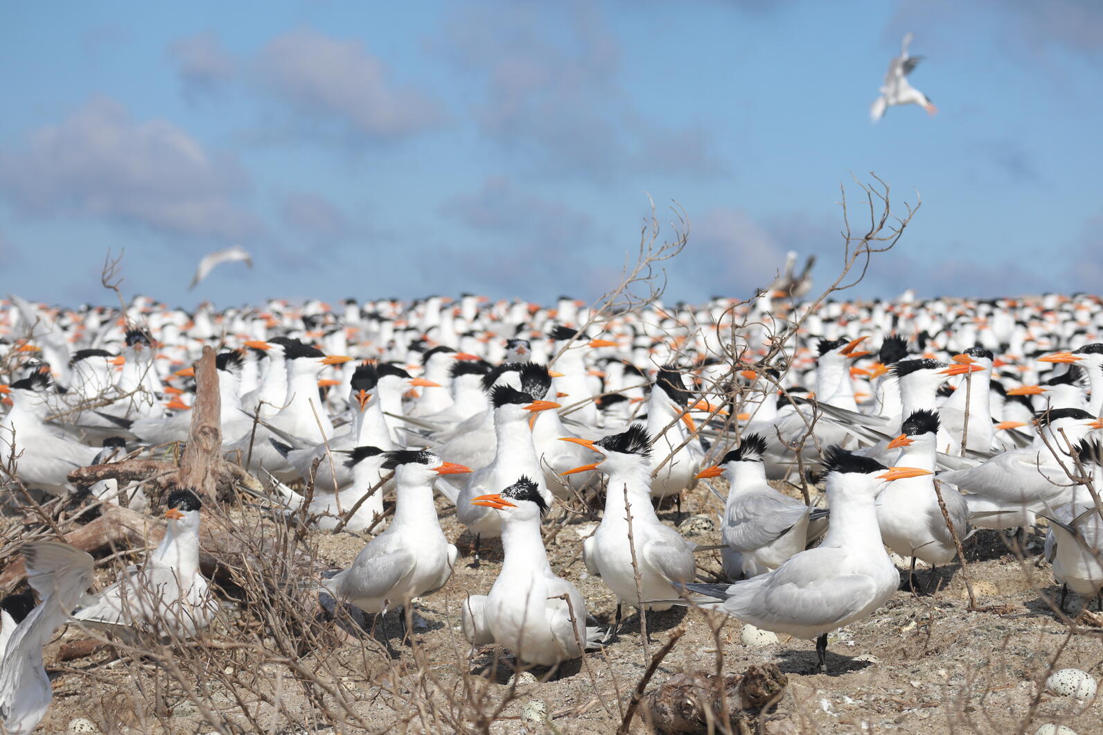 Royal and Sandwich Tern Colony on South Pelican Island. Photo: Brittany Salmons/Audubon