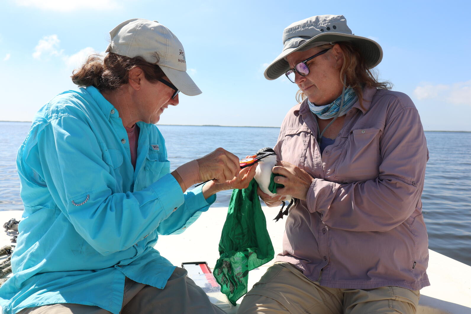 Lindsay and Kate taking measurements of the bird before tagging. Photo: Brittany Salmons/Audubon