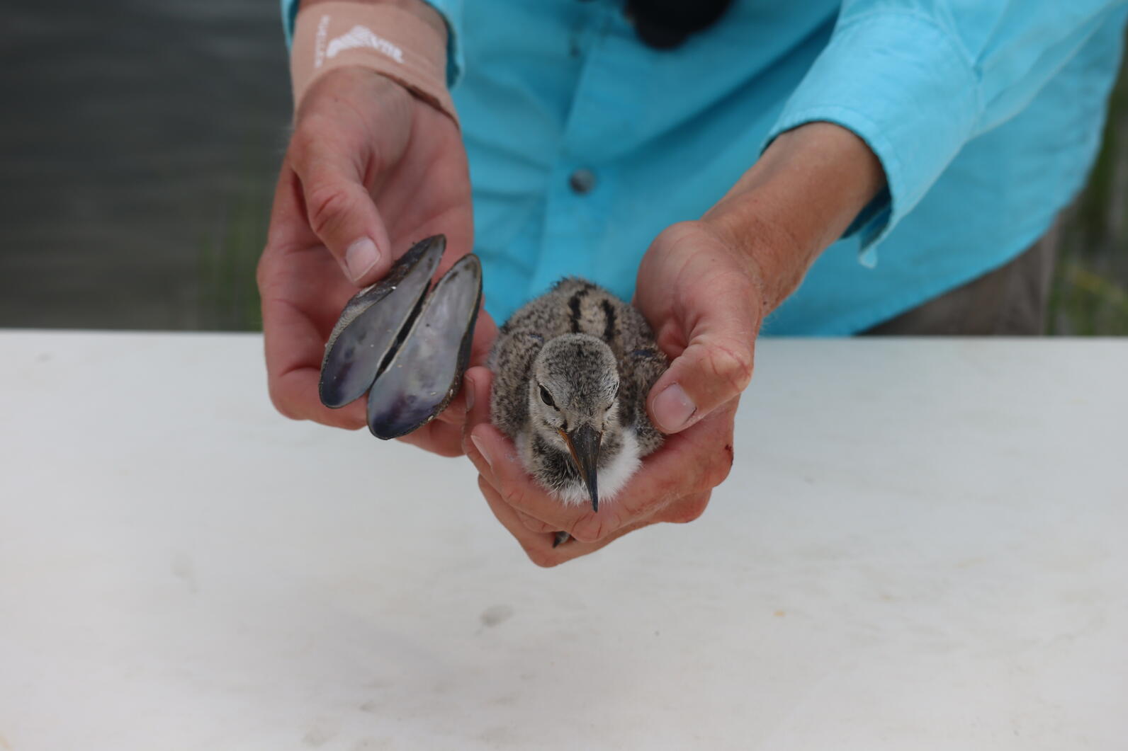 American Oystercatcher chick and a ribbed mussel shell—one of its favorite foods. Photo: Brittany Salmons/Audubon