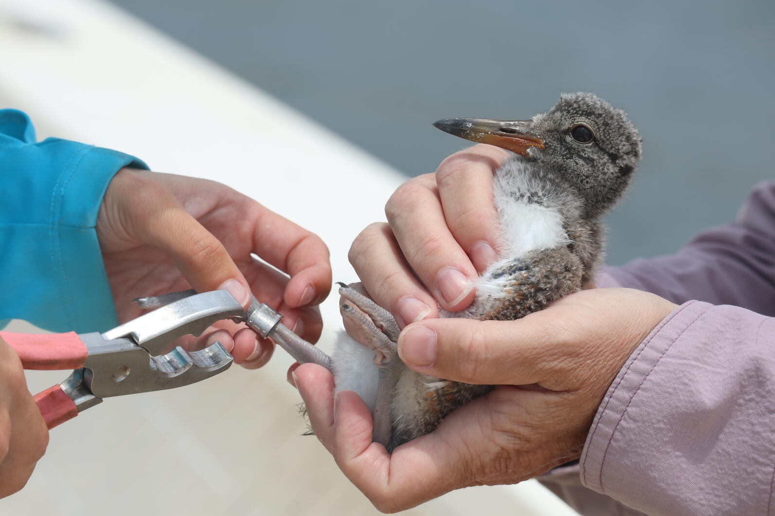 American Oystercatcher chick getting banded. Photo: Brittany Salmons/Audubon