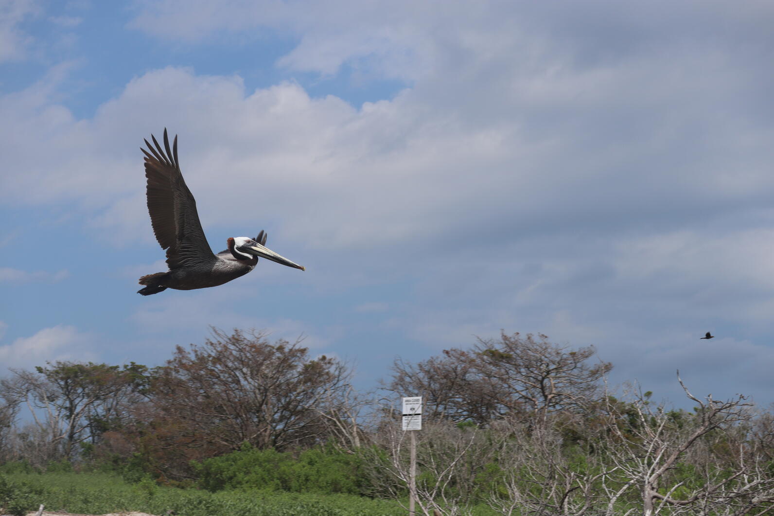 Brown Pelican. Photo: Brittany Salmons/Audubon