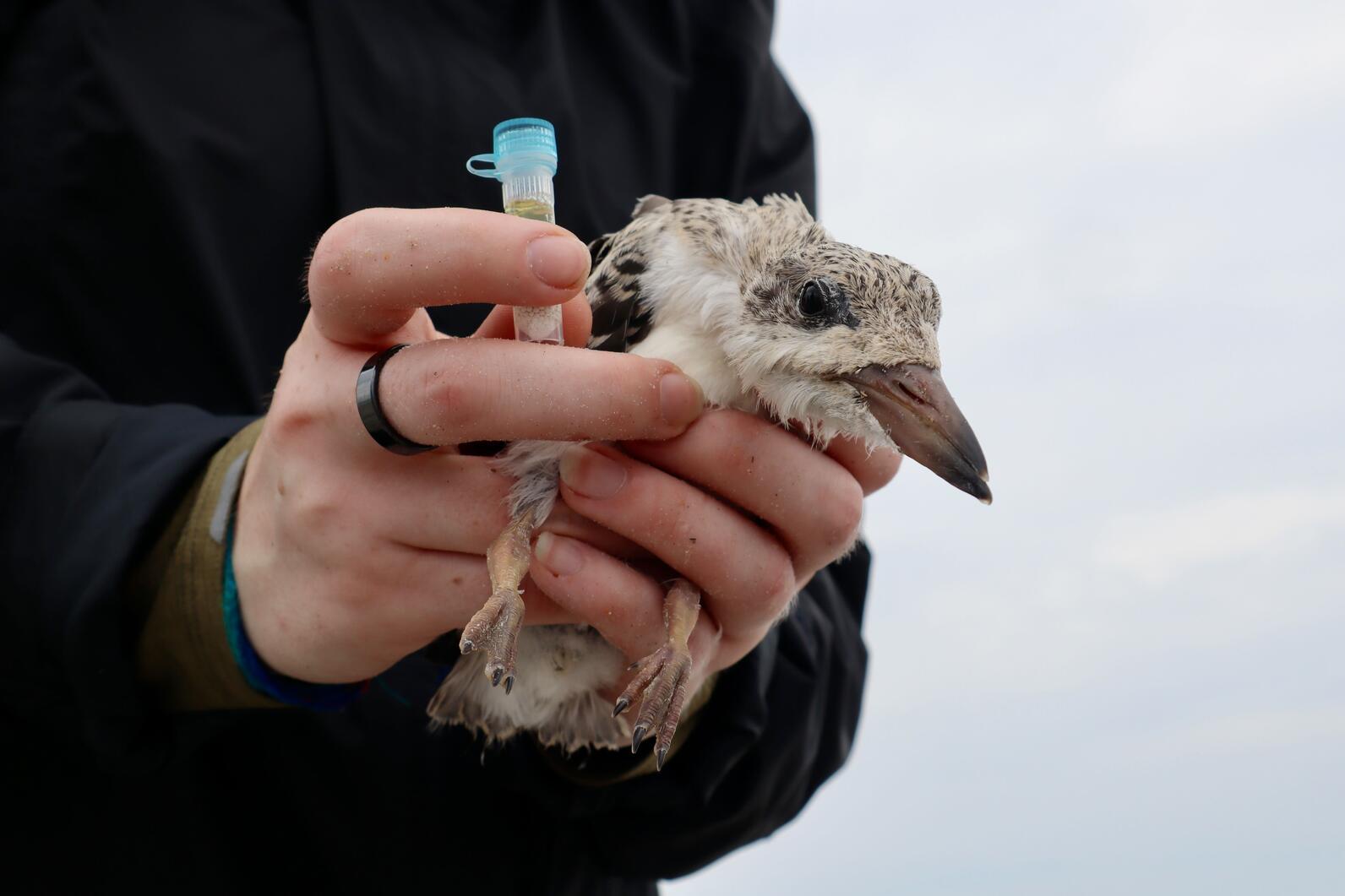 Volunteer holding a Black Skimmer chick as well as its poop sample on Cape Lookout National Seashore. Photo: Brittany Salmons/Audubon Volunteer holding a Black Skimmer chick as well as its poop sample on Cape Lookout National Seashore. Photo: Brittany Salmons/Audubon