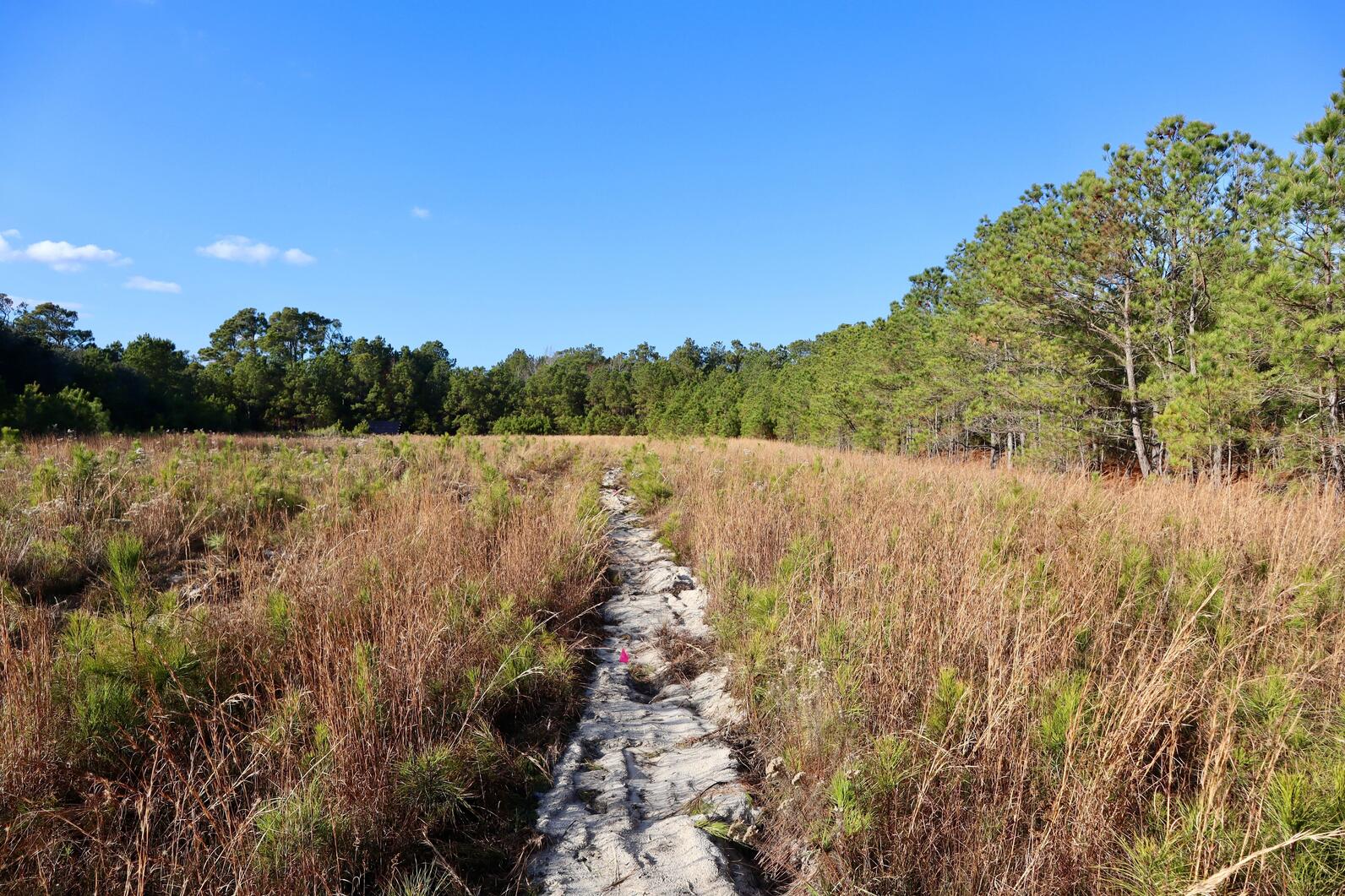 Impoundment being managed for Black Rail prior to water manipulation at Pine Island. Photo: Brittany Salmons/Audubon