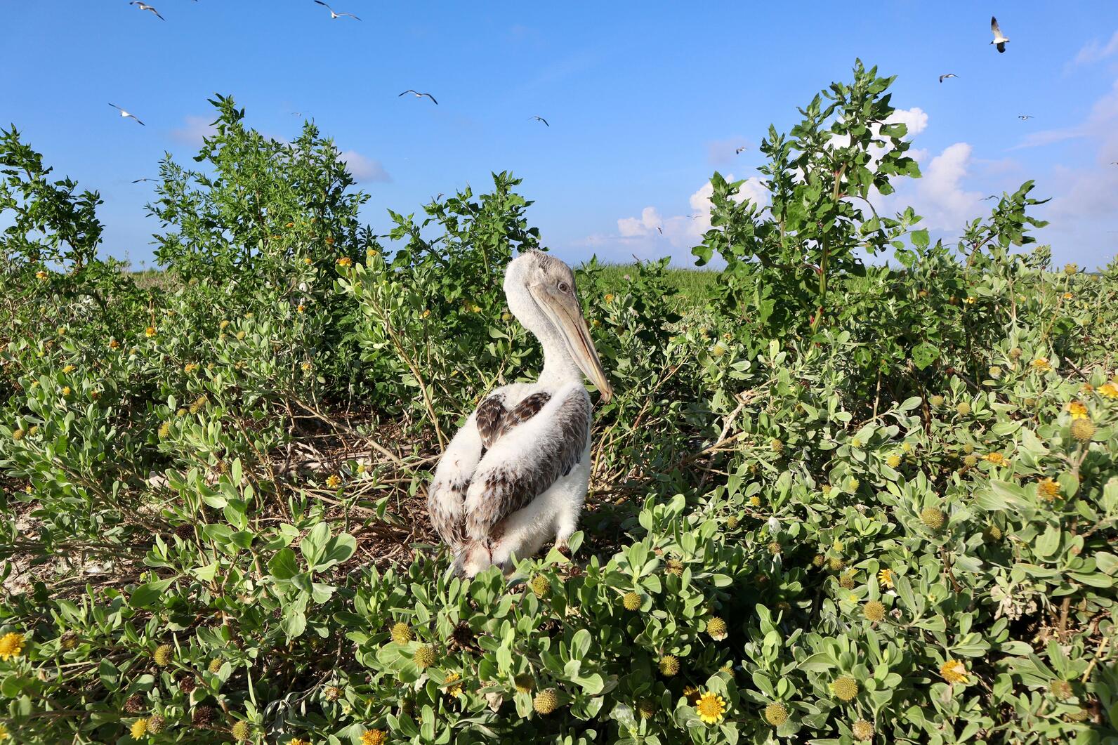 Brown Pelican chick on South Pelican Island. Photo: Brittany Salmons/Audubon Brown Pelican chick on South Pelican Island. Photo: Brittany Salmons/Audubon