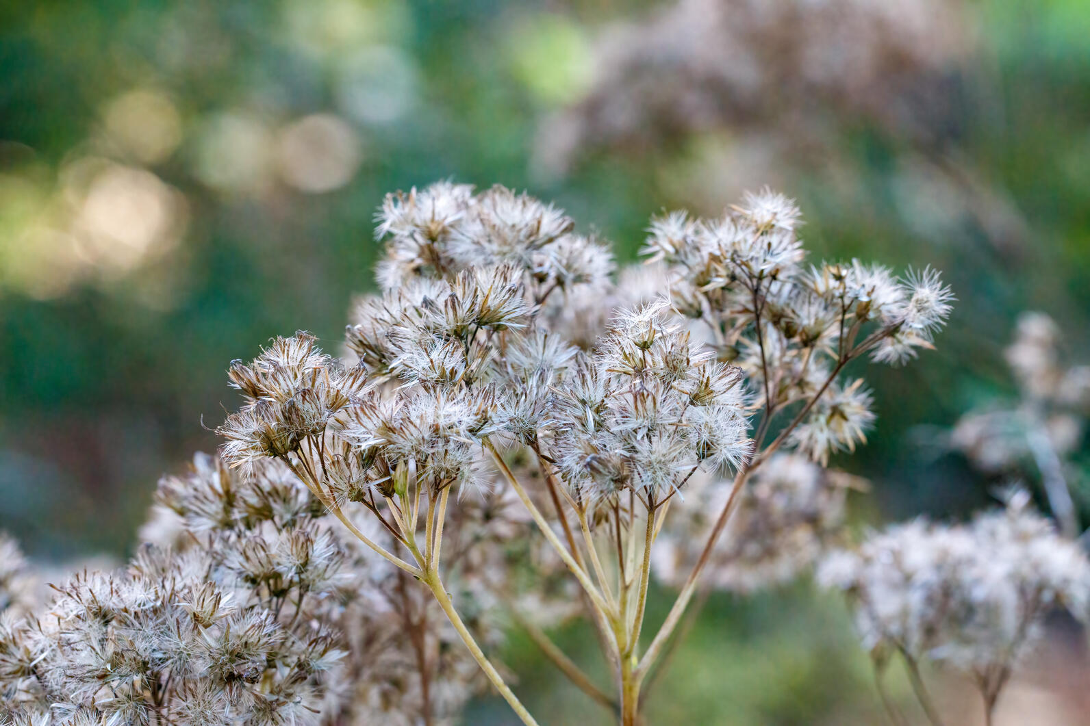 Joe Pye-weed seeds.