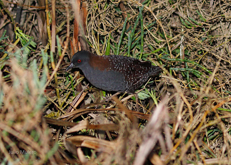 The Black Rail is quiet and furtive as a mouse.
