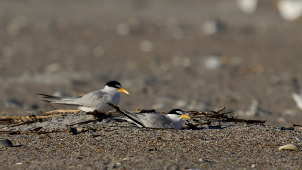 Least Terns.