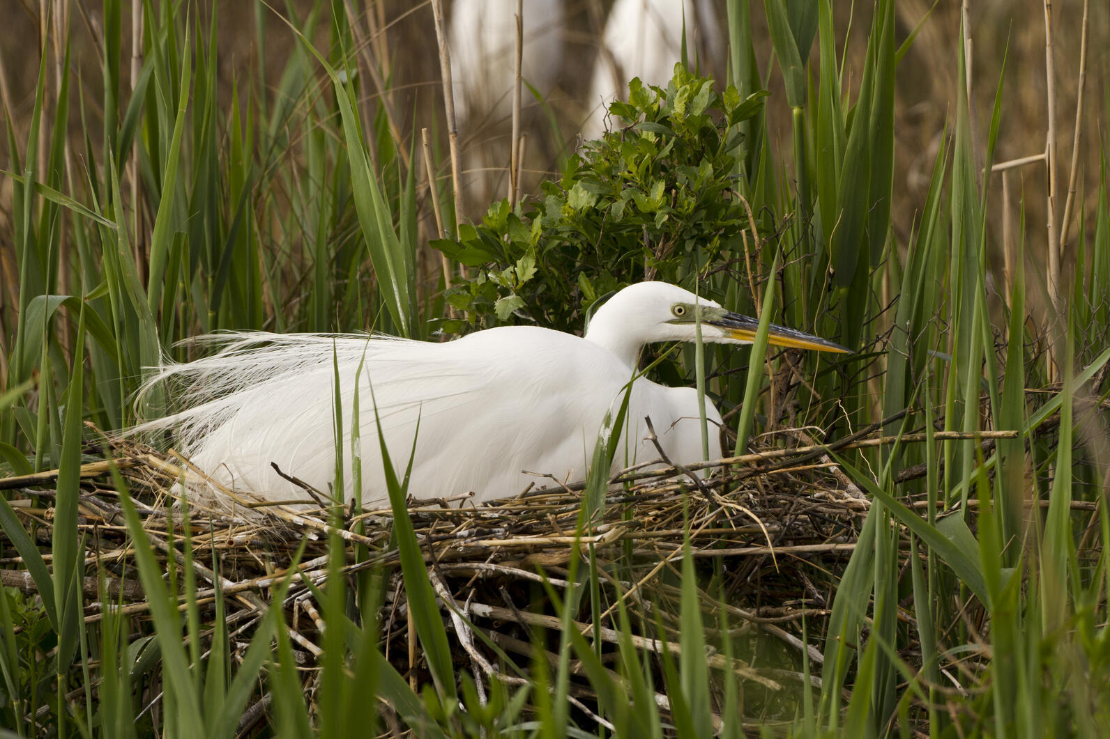 A white egret sits on a nest in tall grass.