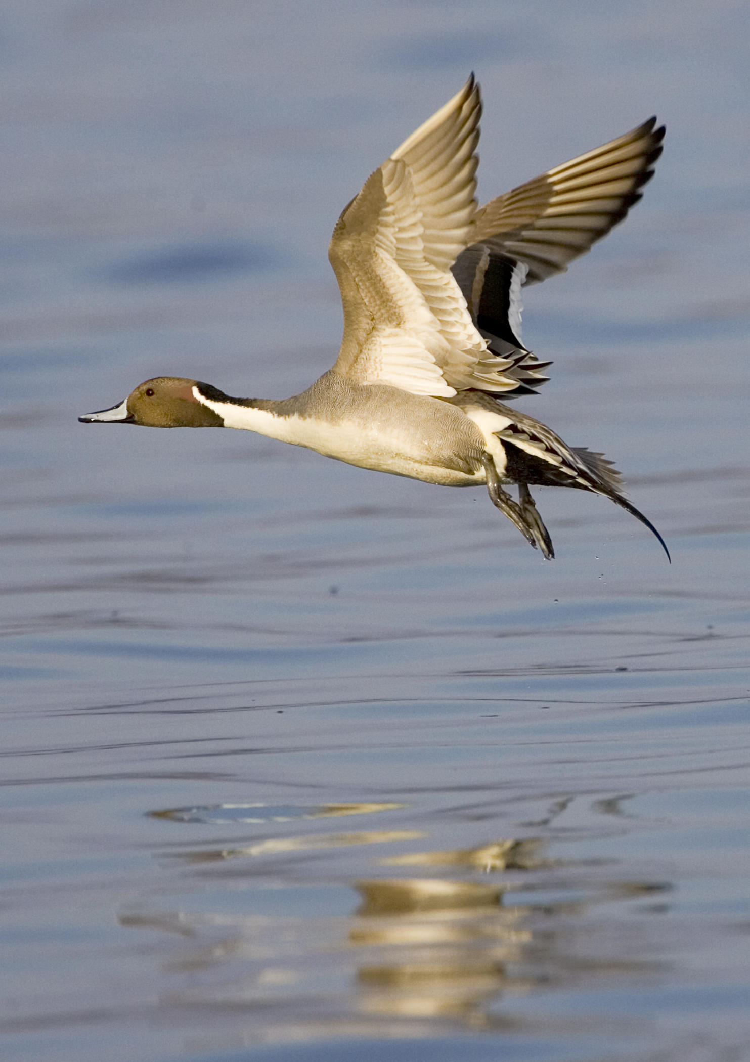 Currituck Marshes Pine Island IBA Audubon North Carolina