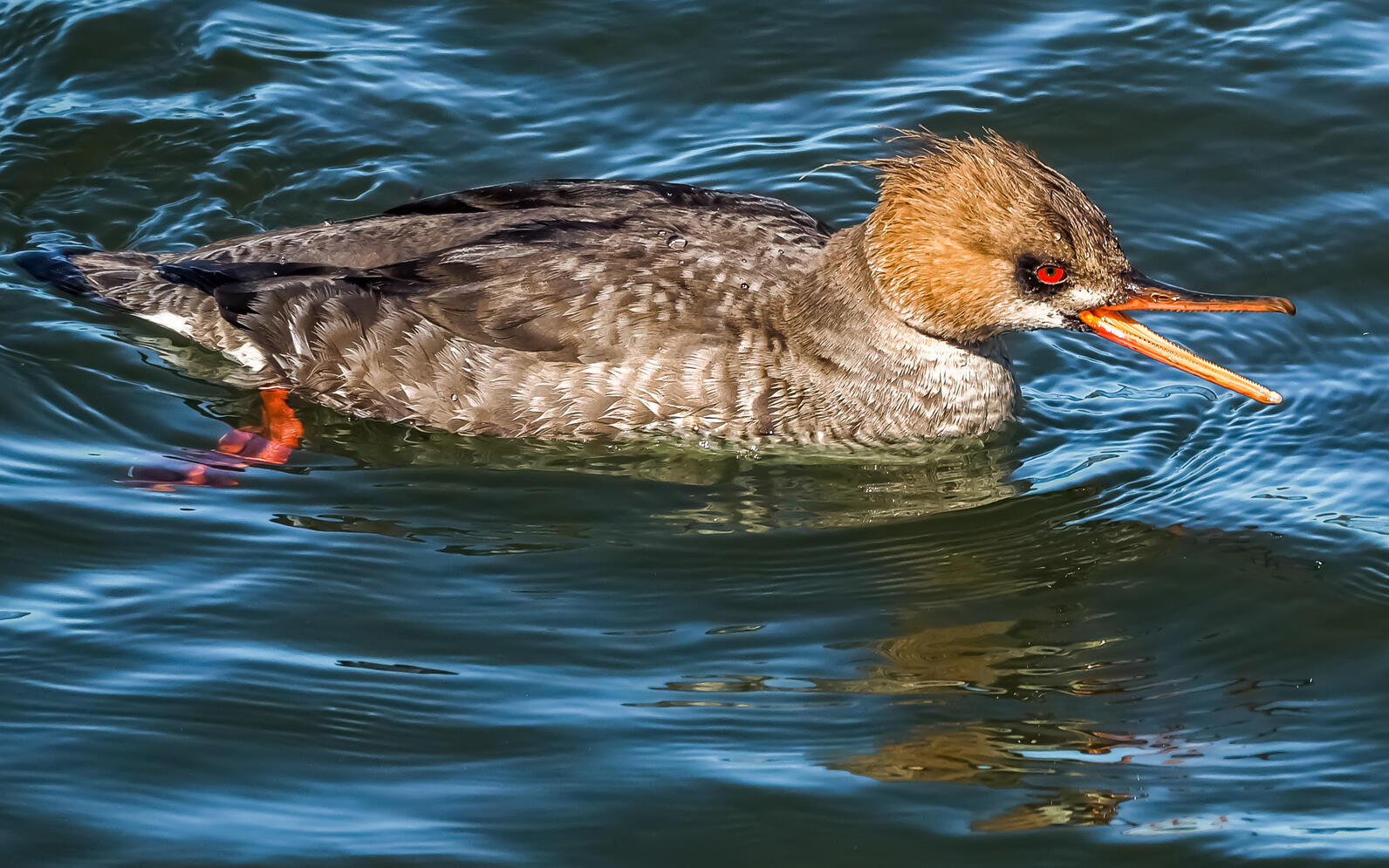 Red-breasted Merganser