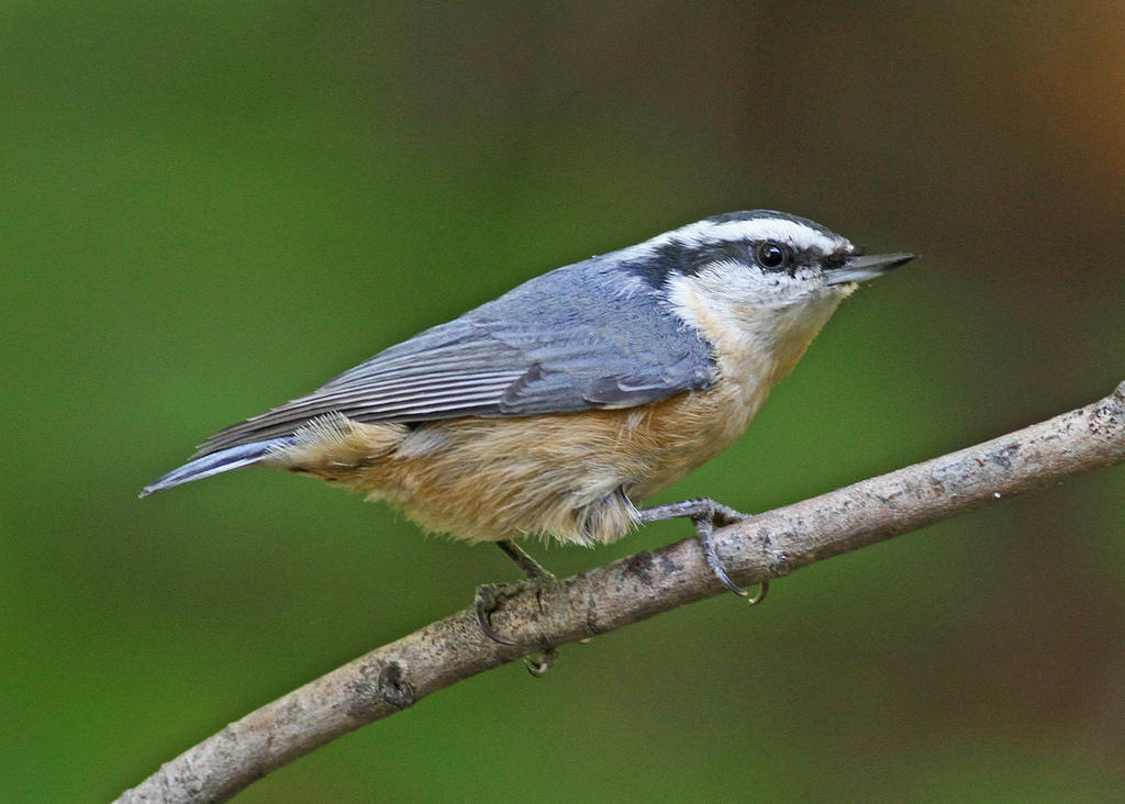 Nuthatch photo