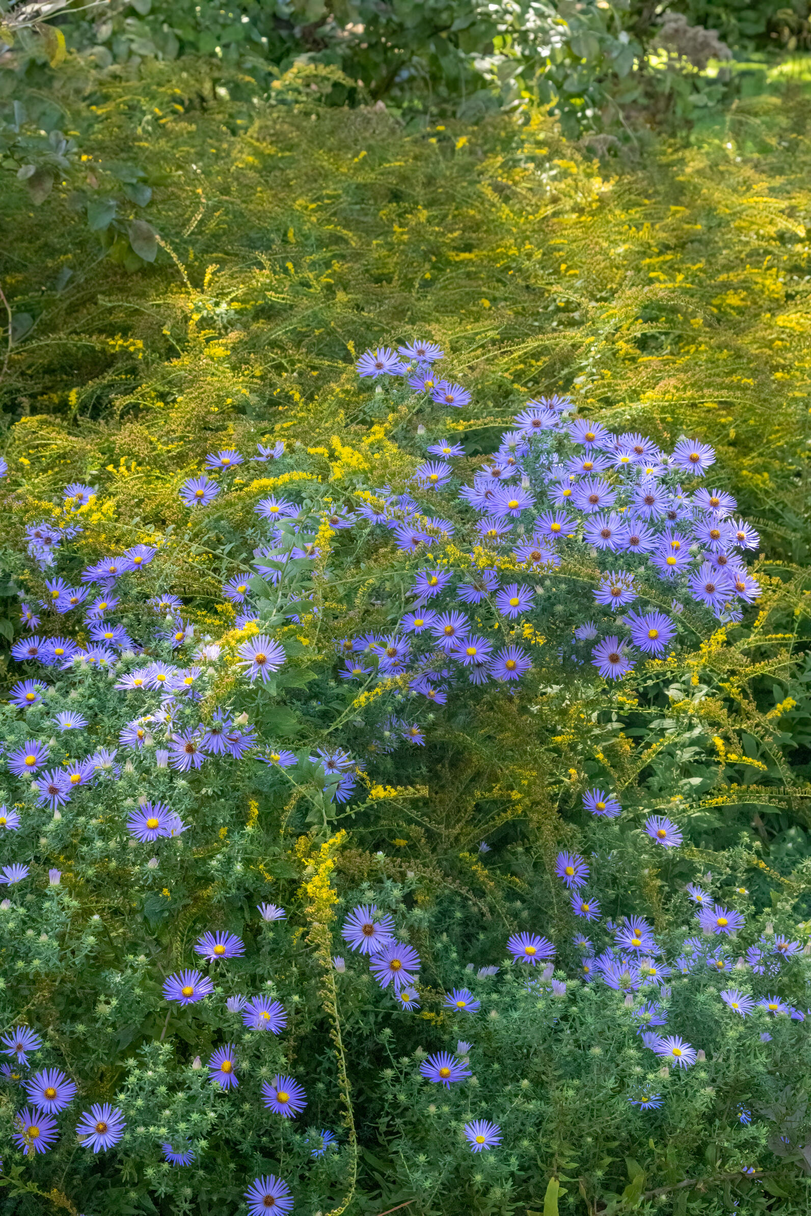 Aromatic Aster and Rough Goldenrod.