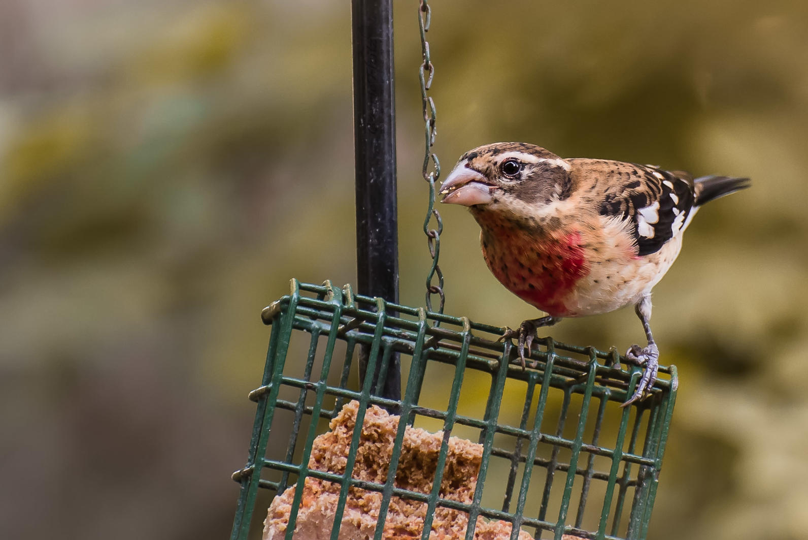 female red breasted grosbeak