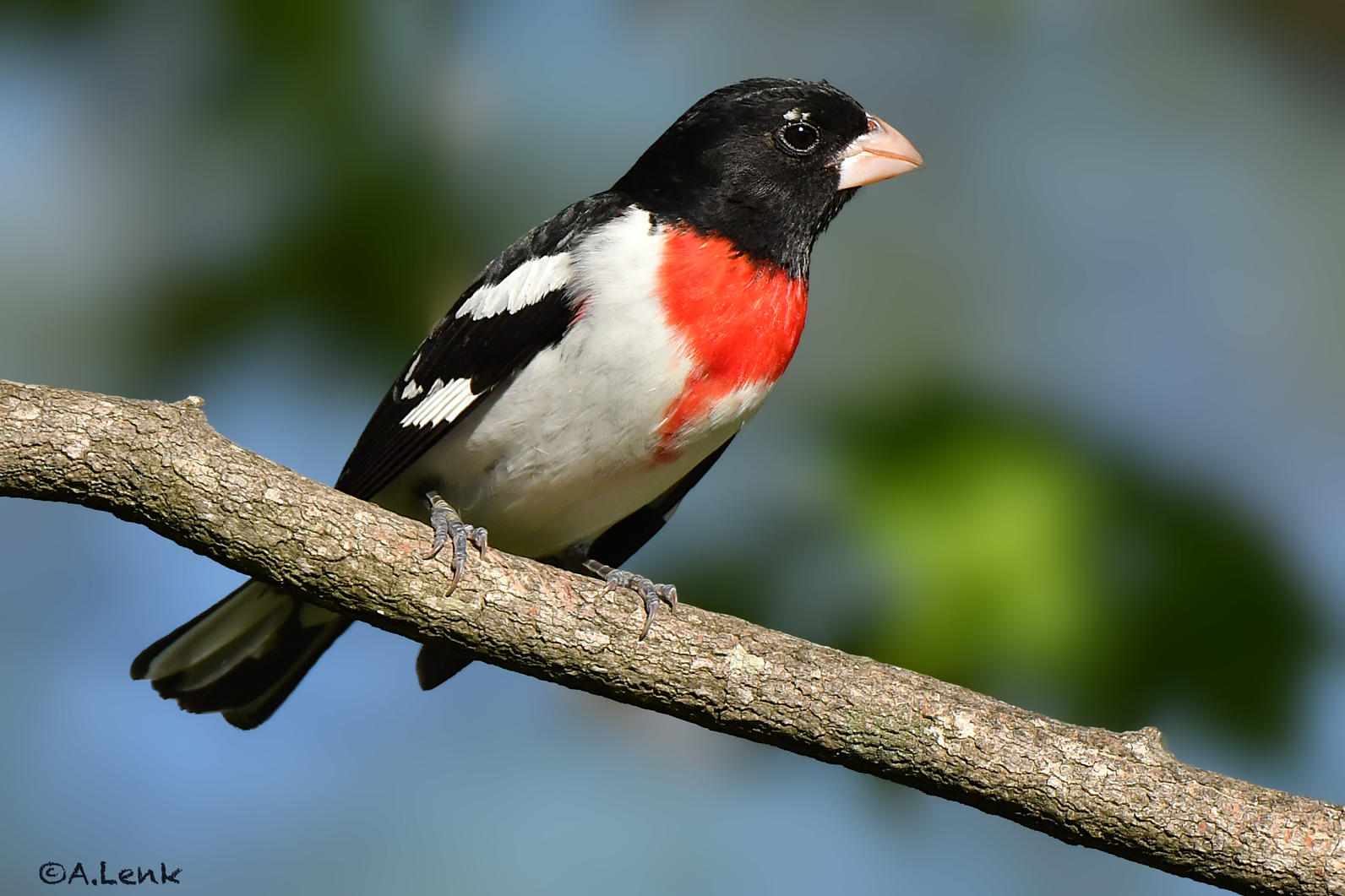 Priority Bird Profile: Rose-breasted Grosbeak | Audubon North Carolina