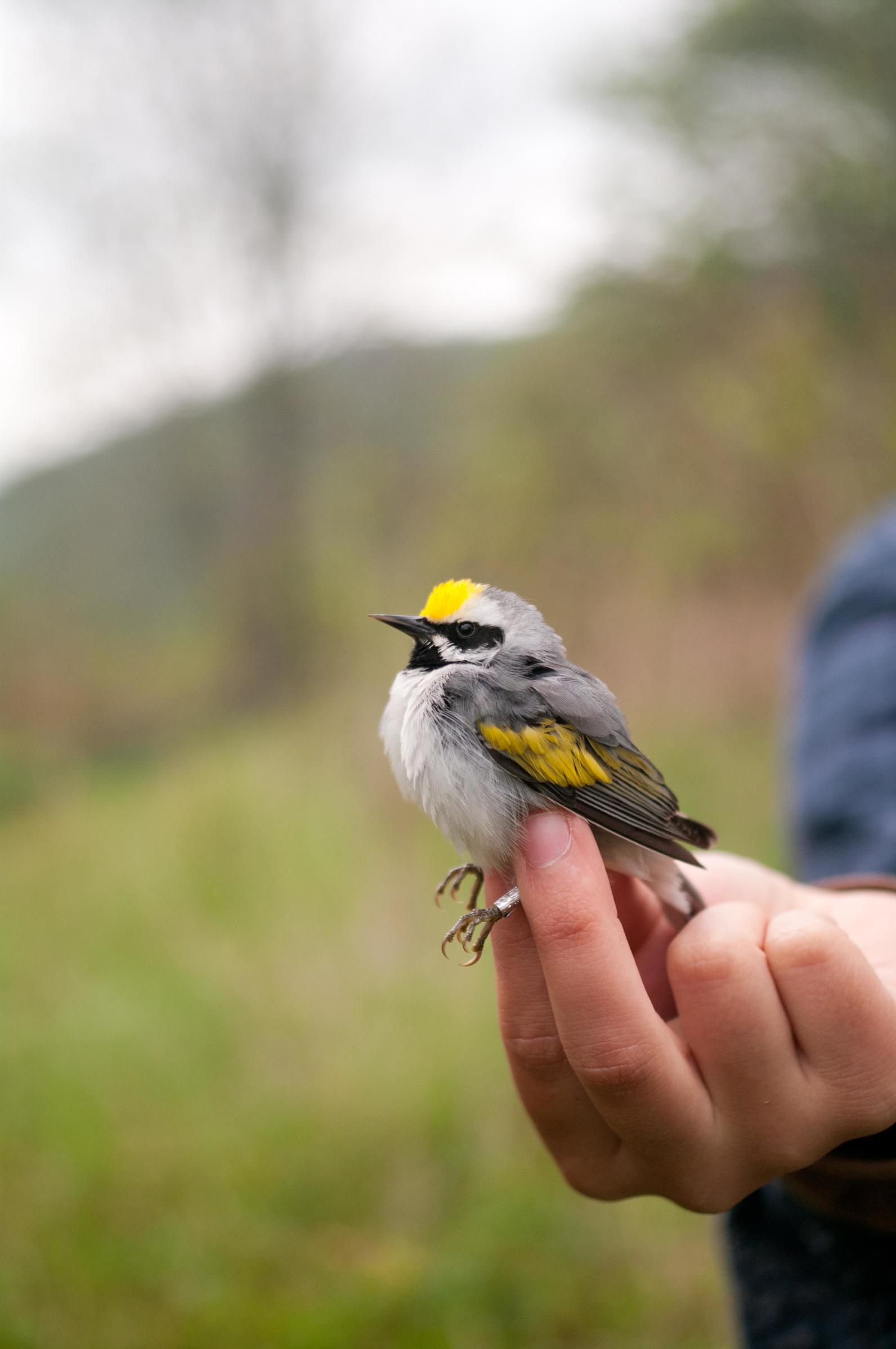 Start birdwatching