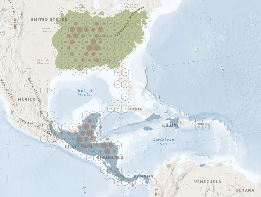 Species migration map for the Kentucky Warbler, August-November. Map: Audubon Bird Migration Explorer https://explorer.audubon.org/explore/species/1112/kentucky-warbler/migration