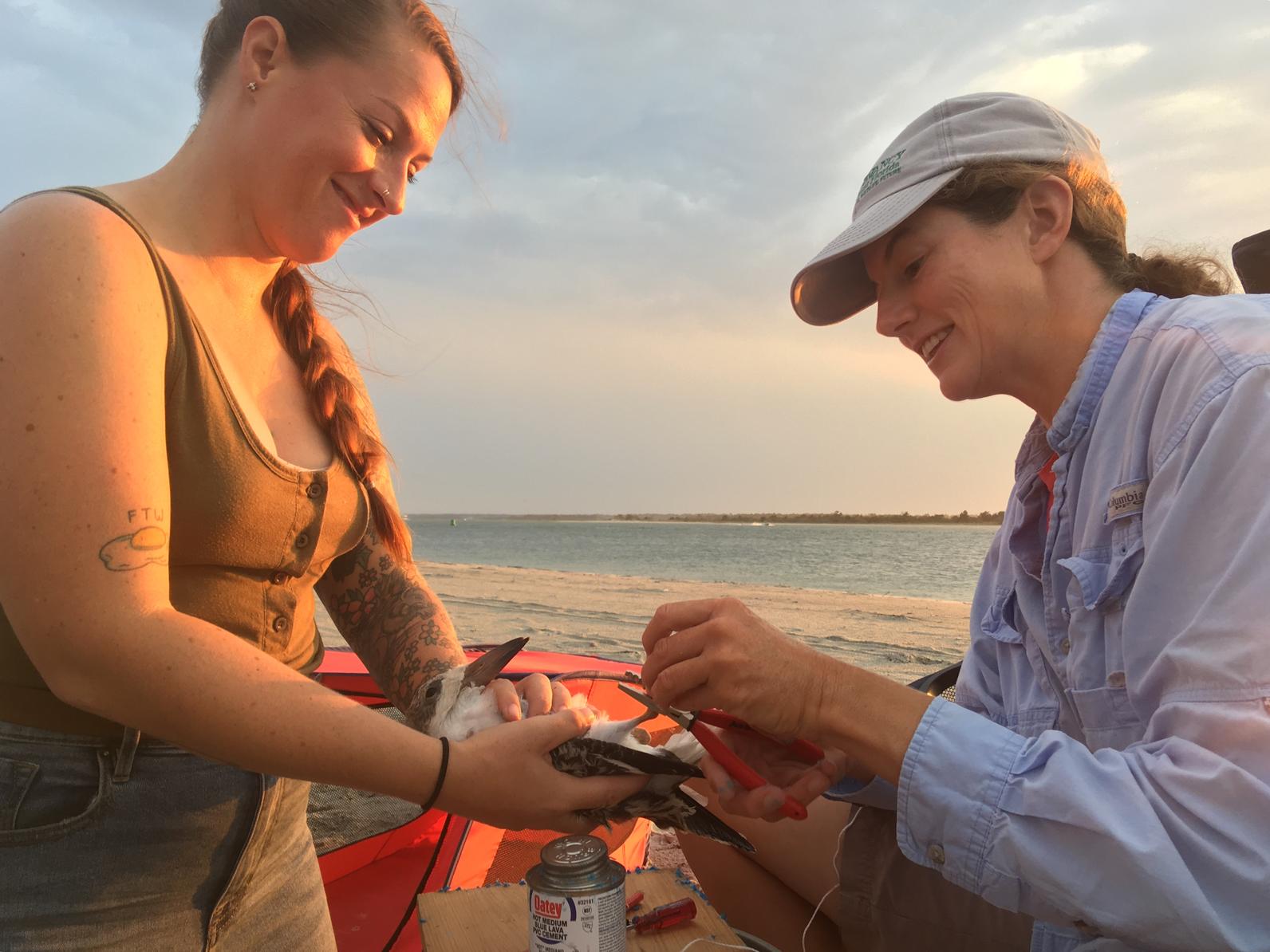 Black Skimmer banding.