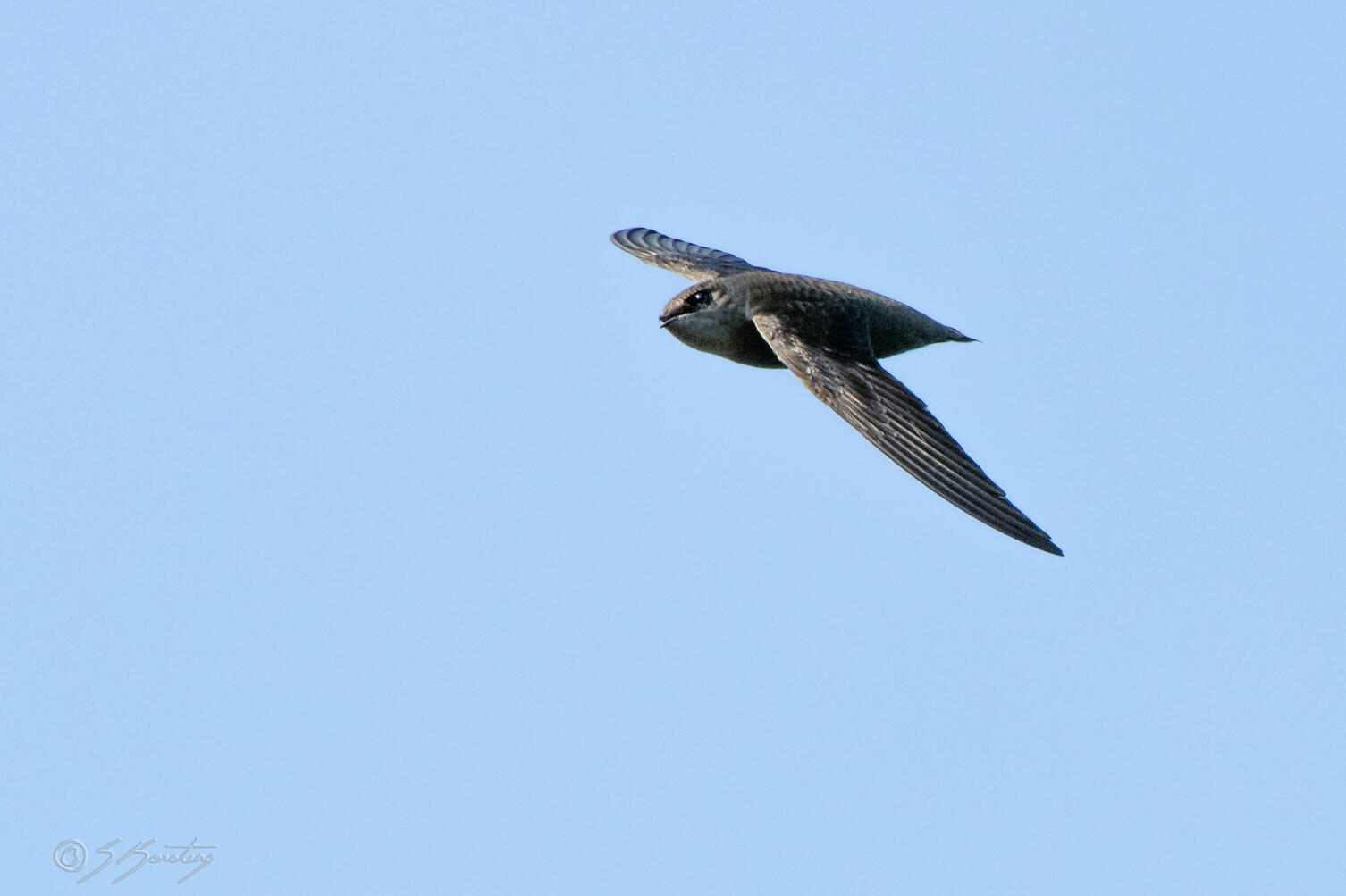 Swift in flight.