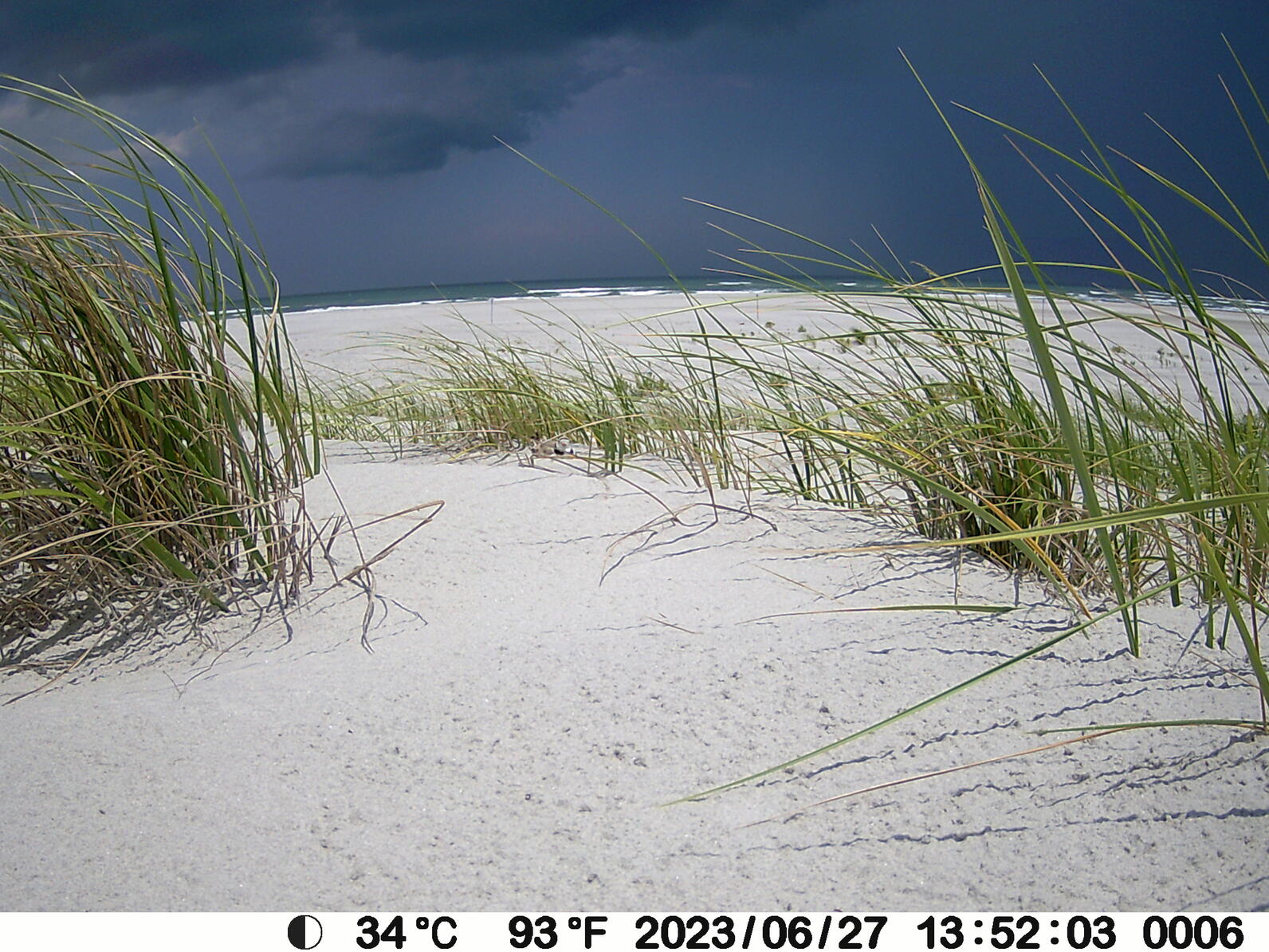 Storm brewing around the nest Storm brewing around the nest