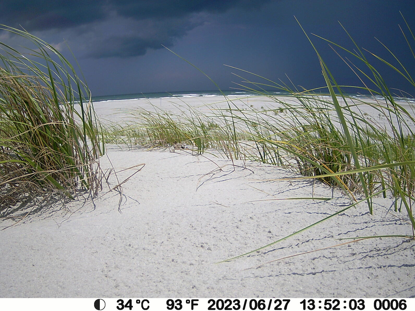 Storm brewing around the nest