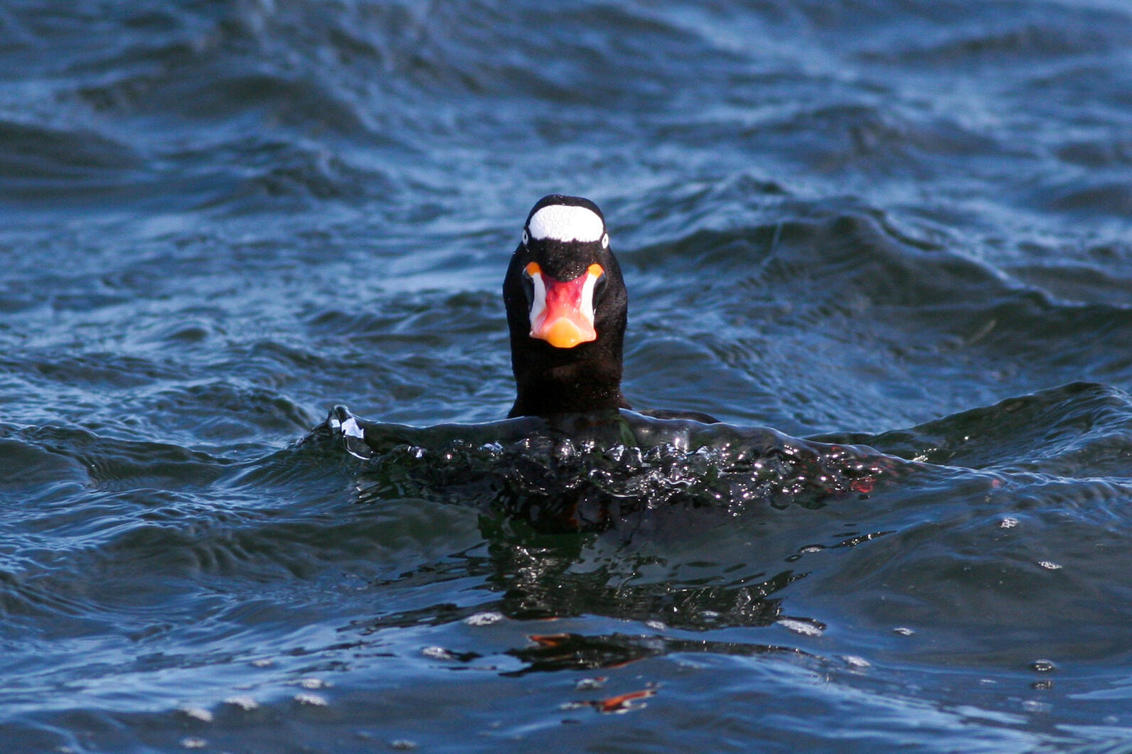 Surf Scoter. Surf Scoter.