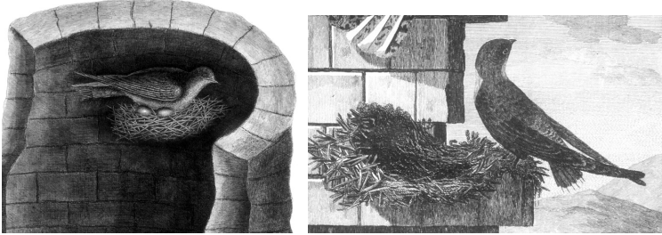 Early Chimney Swift illustrations.