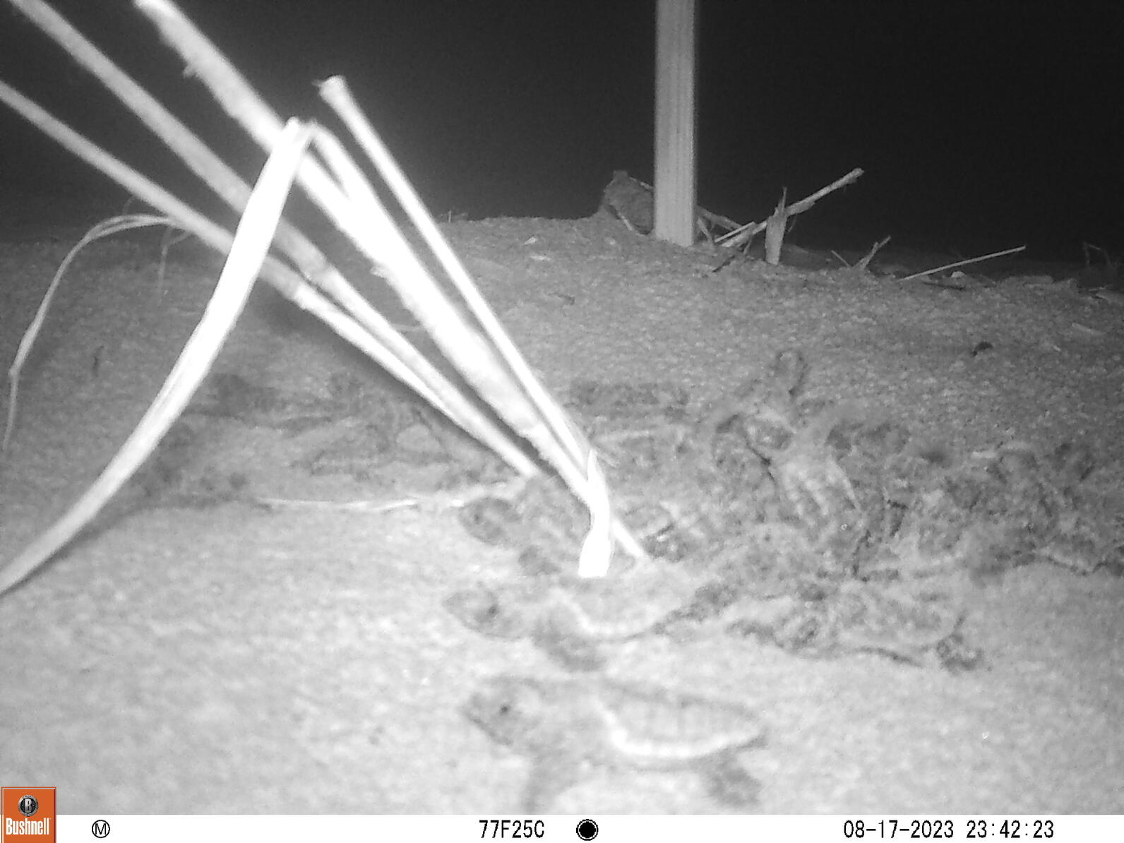 Baby sea turtles emerging from their nest on Lea-Hutaff Island