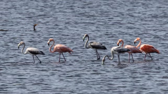 Wading flamingos