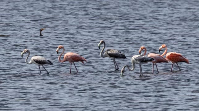 Wading flamingos Wading flamingos