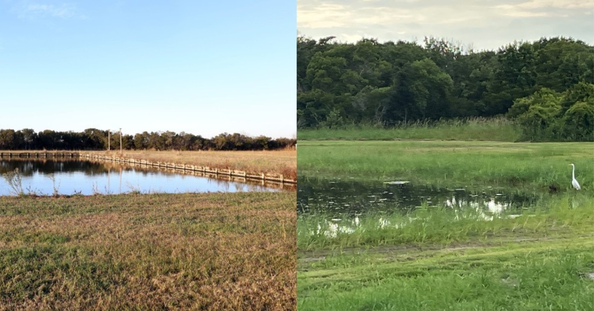 Before and after photos of the pond edges.