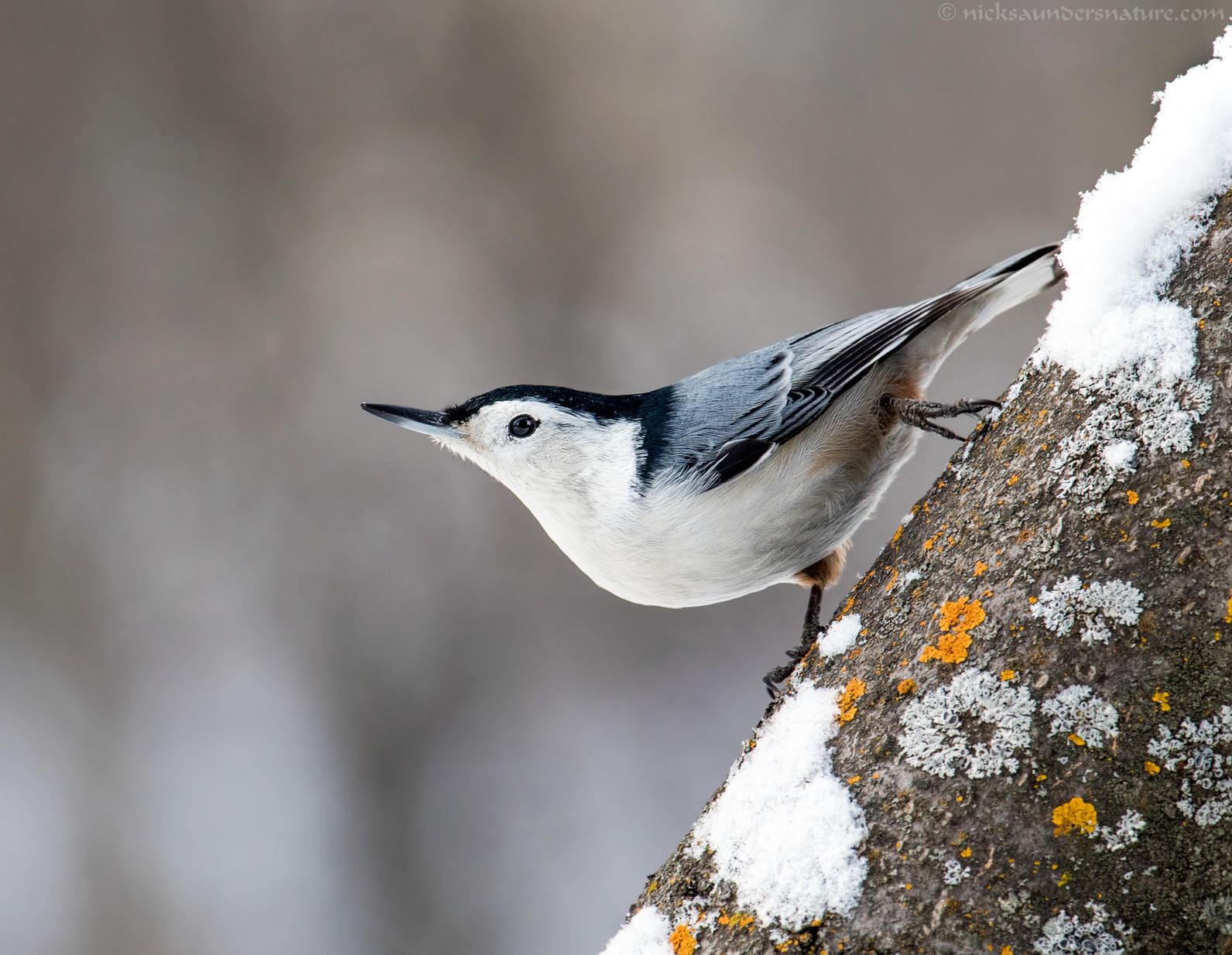 Nuthatch nest store