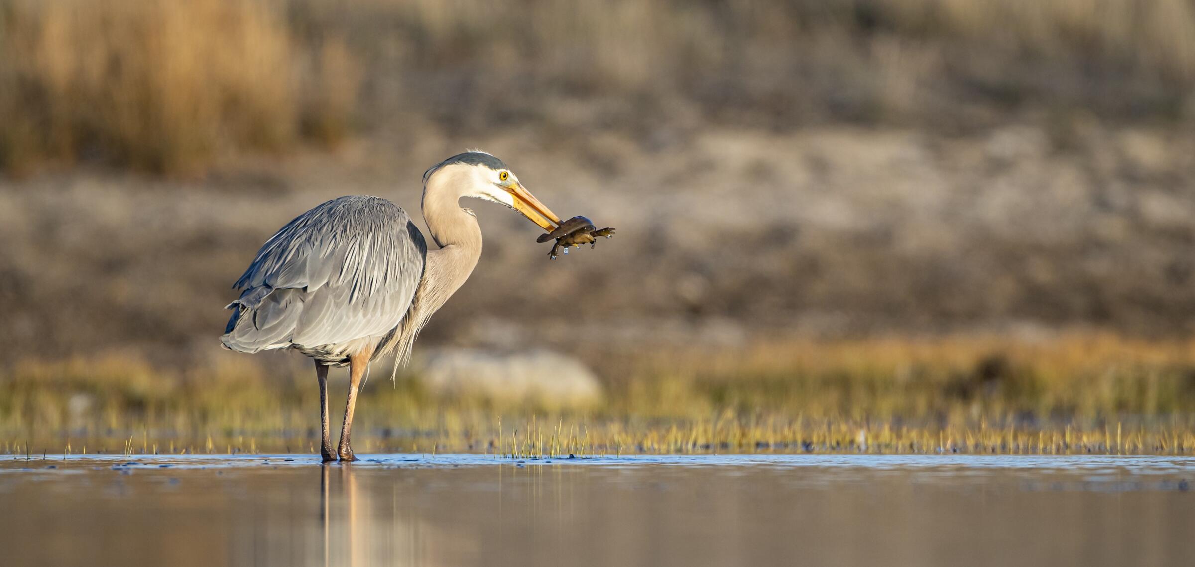 Great Blue Heron. Photo: Elizabeth Boehm/Audubon Photography Awards
