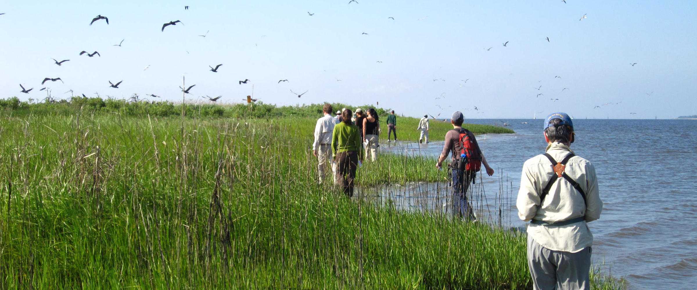 2011 Waterbird Census on North Pelican Island - 