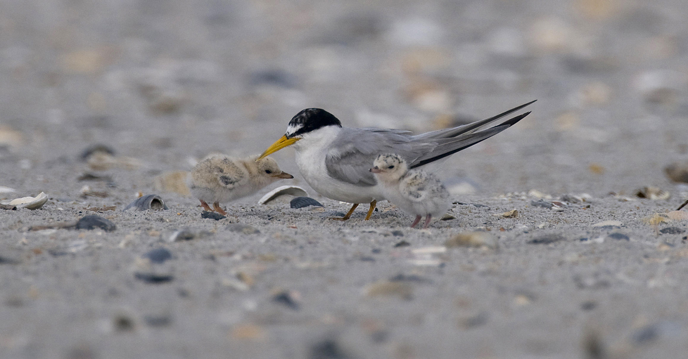 Lea Island And Hutaff Island Audubon North Carolina