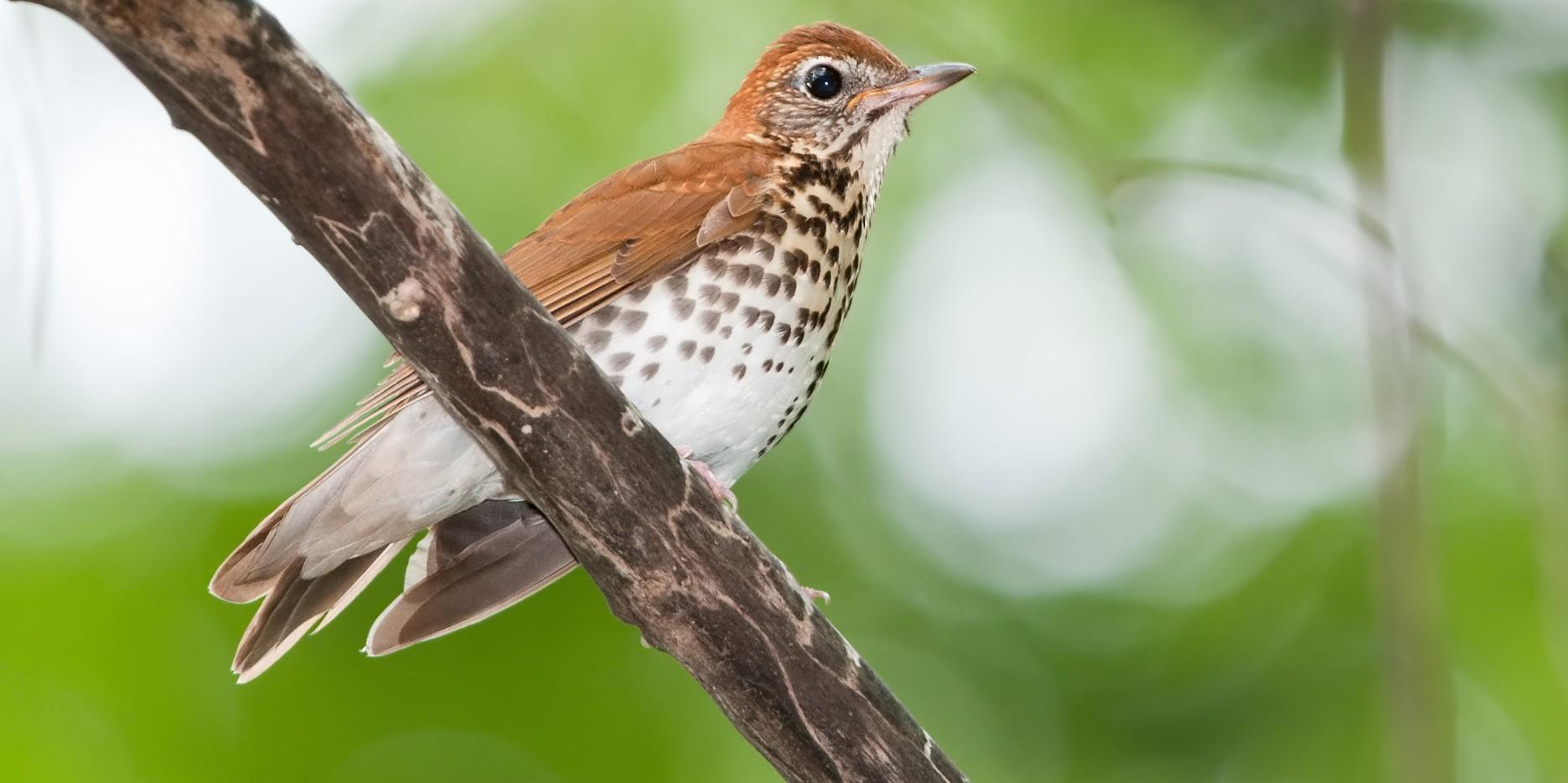 Audubon North Carolina