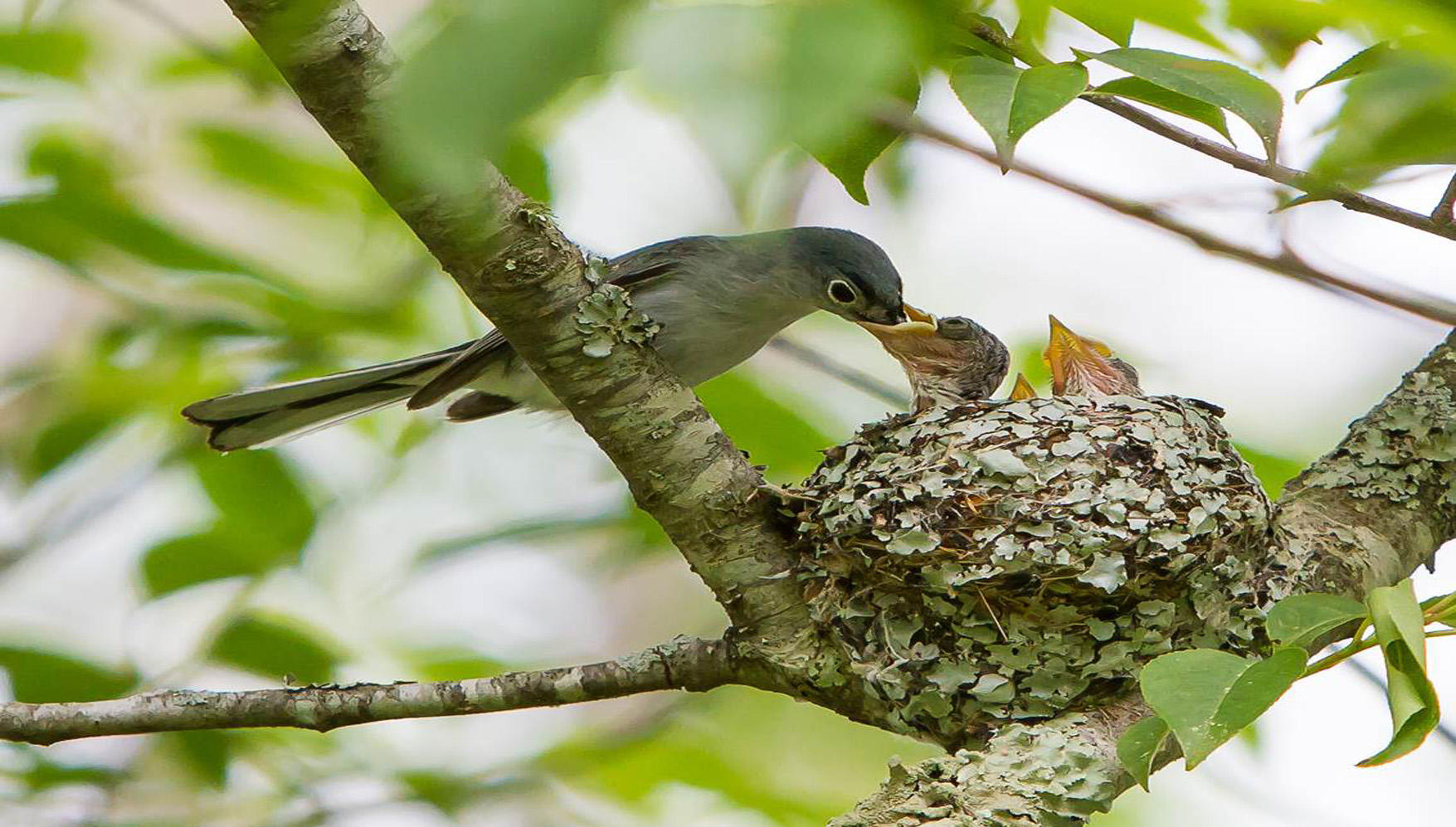 After birds leave a nest box, can I clean out the nest for future