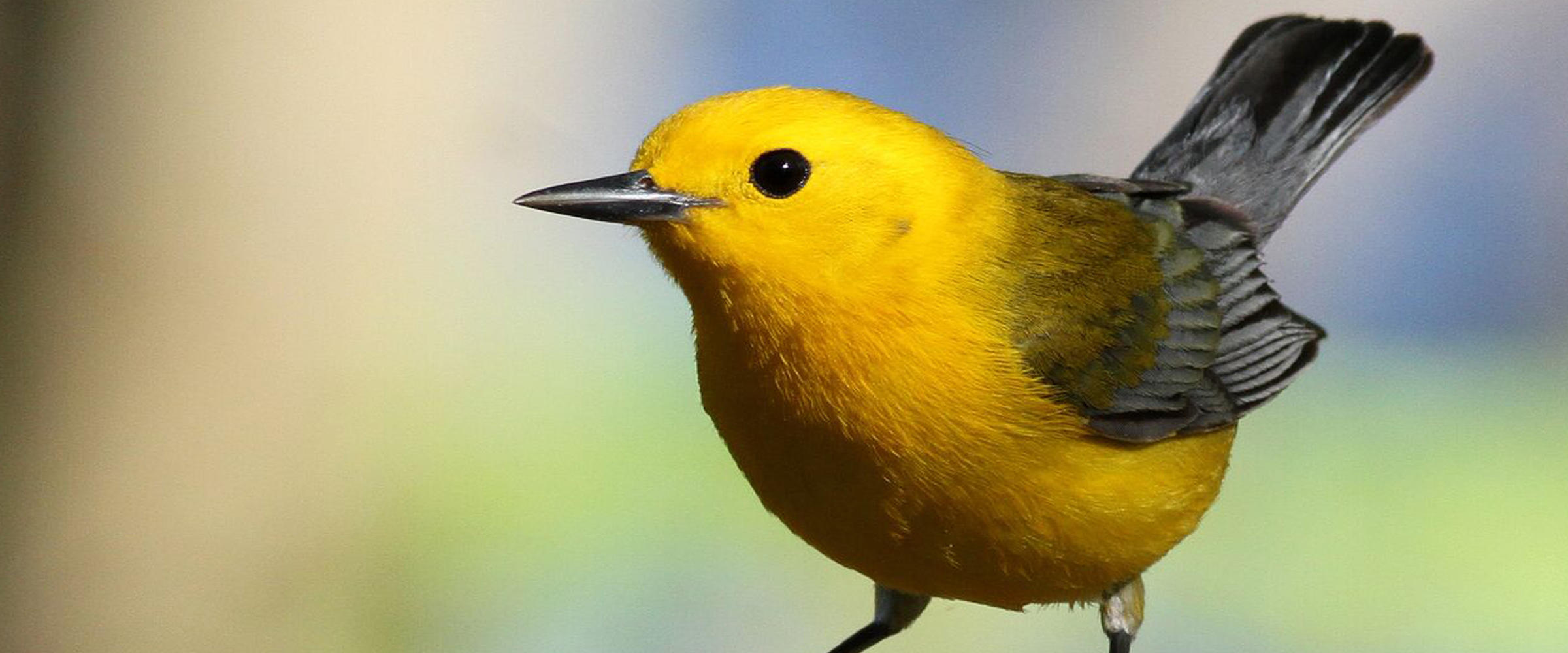 Help Us Save The Sweet Song Of This Wandering Warbler Audubon North Carolina Help Us Save The Sweet Song Of This Wandering Warbler Audubon North Carolina