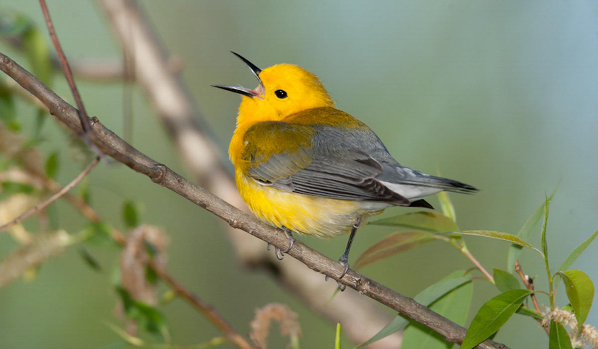 Prothonotary Warbler by Richard Rigterink/Audubon Photography Awards.
