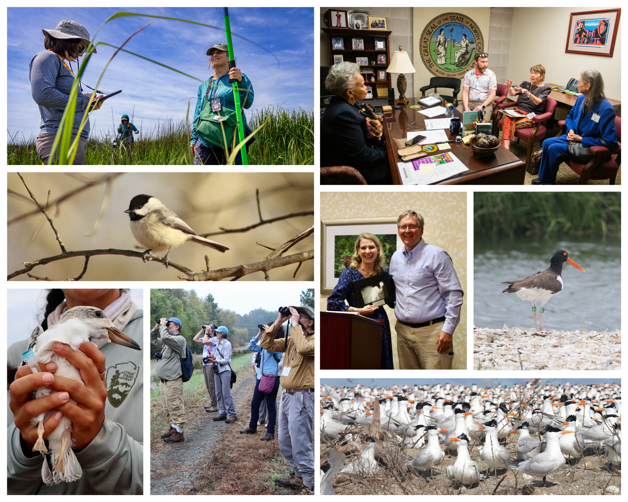 Clockwise from top left: UNC Researchers at Pine Island. Photo: Megan Mendenhall/UNC Office of Research Communications; T. Gilbert Pearson Audubon members with Senator Gladys Robinson. Photo: Caitlin O'Hara; American Oystercatcher. Photo: Brittany Salmons