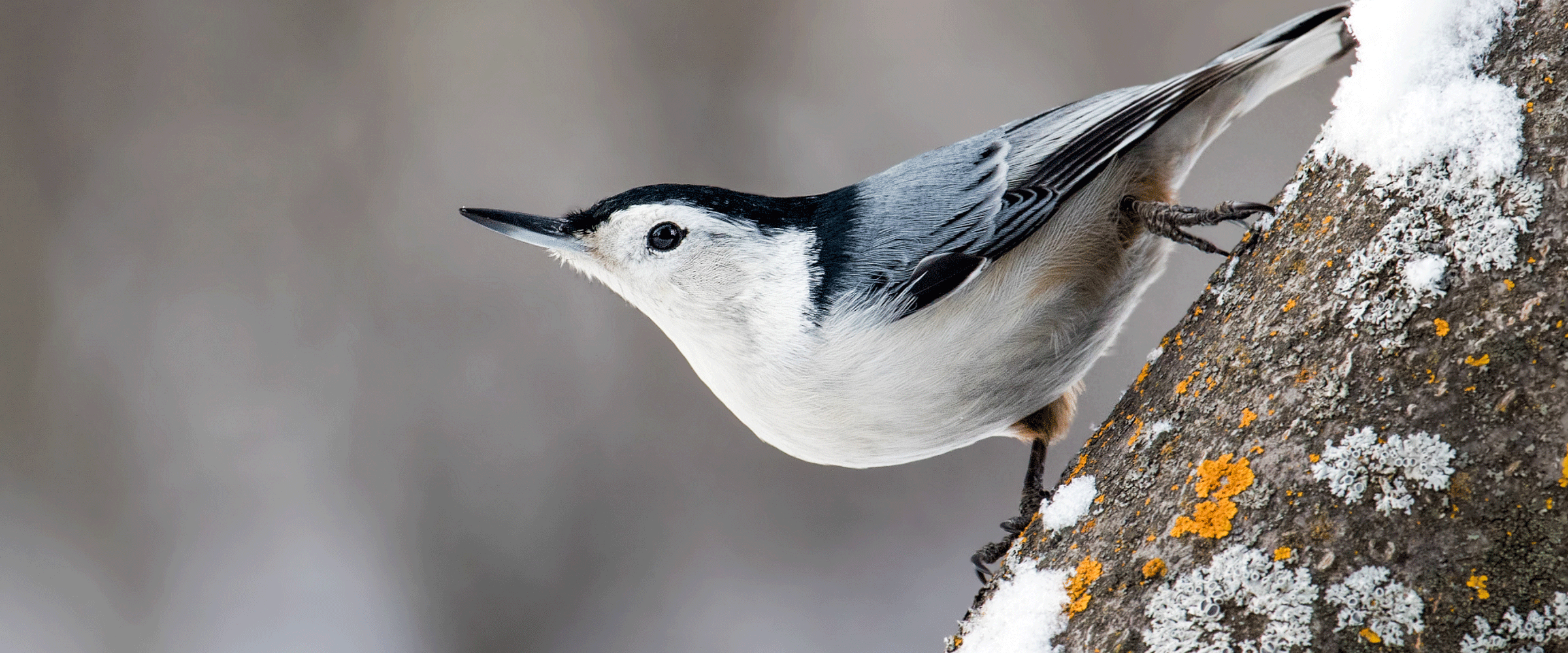 nut hatch bird