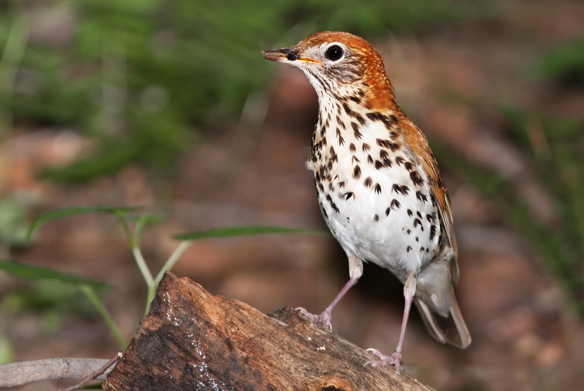 Female Thrush Bird Usa