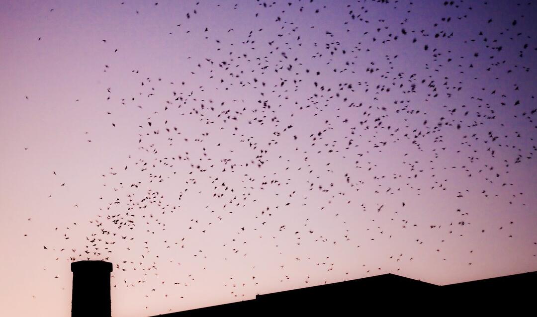 Chimney Swifts entering a chimney at sunset. Photo: Steve Benoit/Flickr (CC BY 2.0)