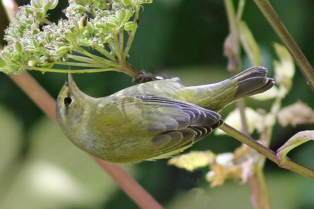 Tennessee Warbler on Angelica triquinata. Photo: Will Stuart/Flickr