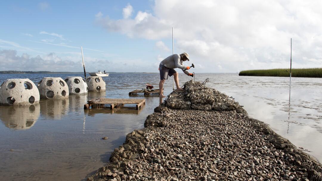 New Oyster Reef Project Bolsters Bird Habitat, Water
