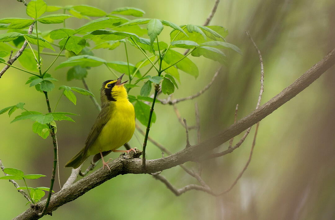 Kentucky Warbler. Photo: Andrew Weitzel/Flickr (CC BY-SA 2.0) https://www.flickr.com/photos/21531749@N06/41983050772/in/photolist-26XU7jY-UY9AV9-TUEDxJ-2j28uTe-2j8xJ5k-2oBqSYa-2nmVkXx-2kZeHnv-GK8tCd-GK8tHy-2j4k8Kd