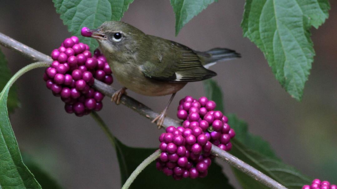 A Black-throated Blue Warbler dines on American beautyberry.