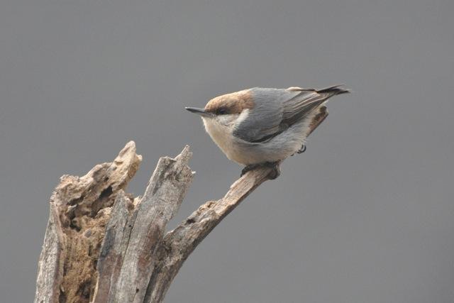 brown headed nut hatch